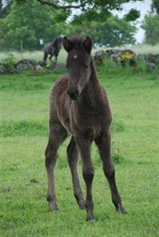 birkmans e heimir hingst