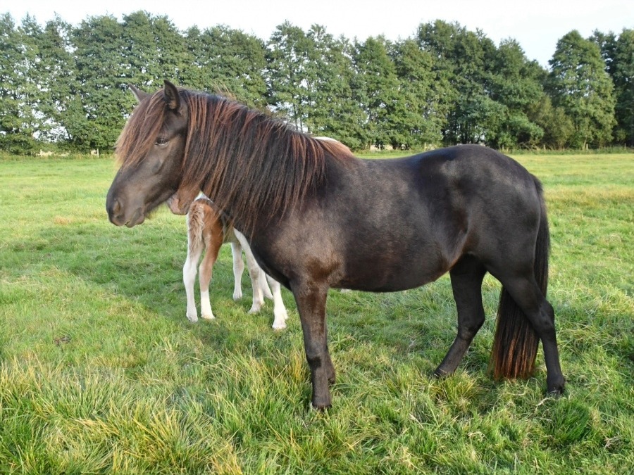 Heidi från Helgagården