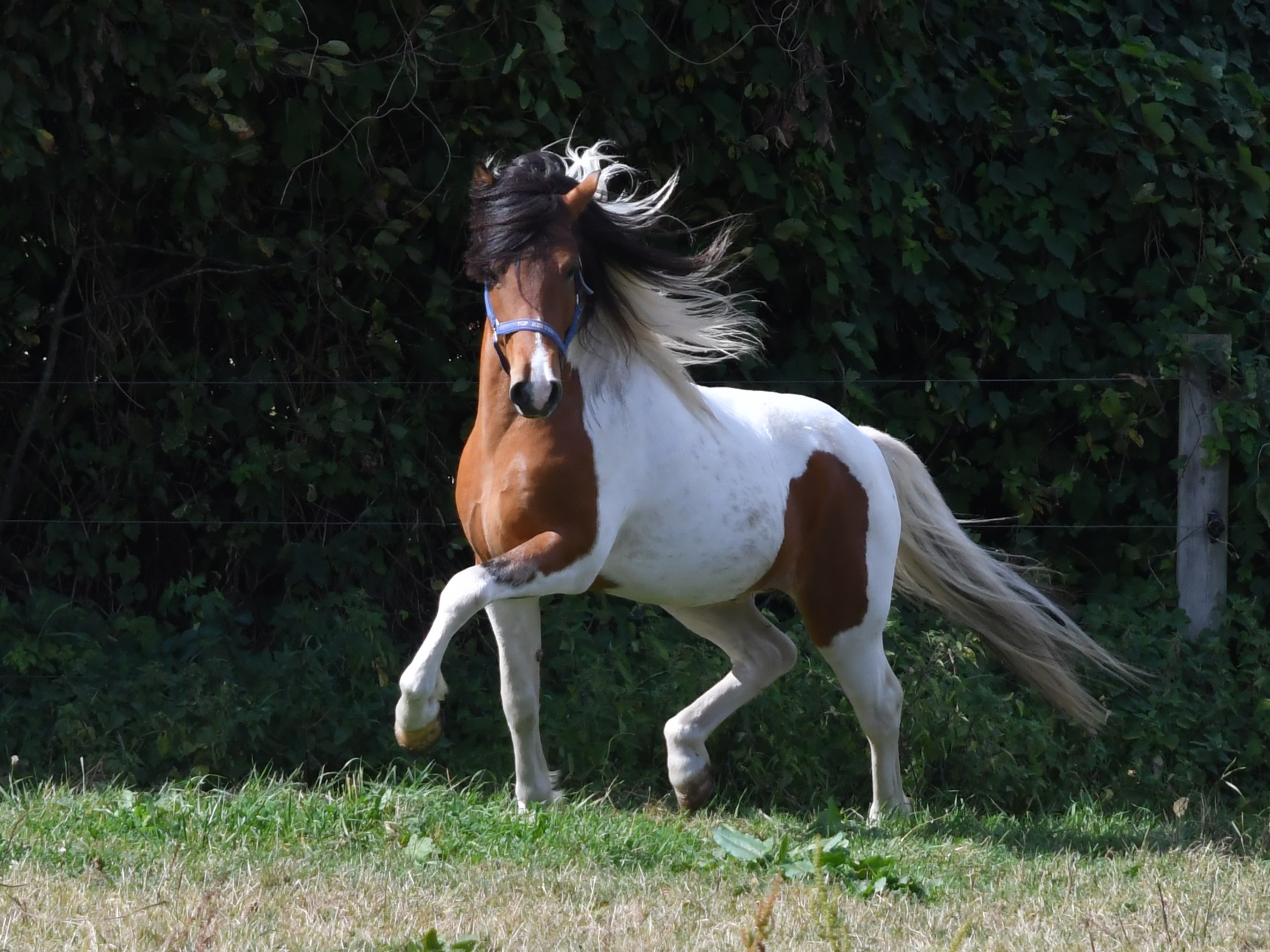 Hlekkur från Helgagården